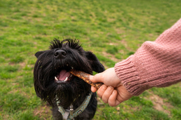 Natural Dog Treats: What Does “Natural” Really Mean?