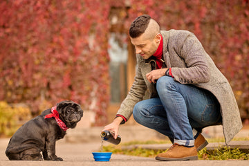 How to Choose Better Treats for Your Dog: A Simple Guide for Pet Parents