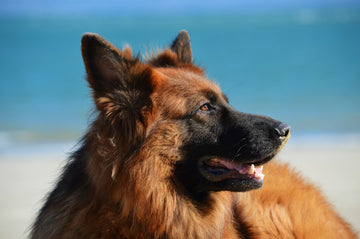 Pig Ears for Dogs: Benefits &amp; What to Know