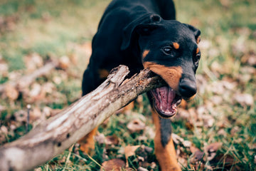 Best dog chews for medium sized dogs