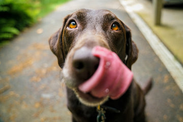Duck Jerky for Dogs: Warning Signs to Know