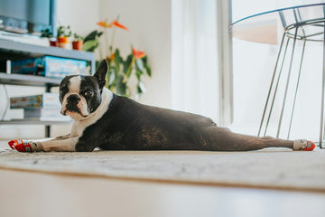 Tough dog chew brands similar to bully sticks