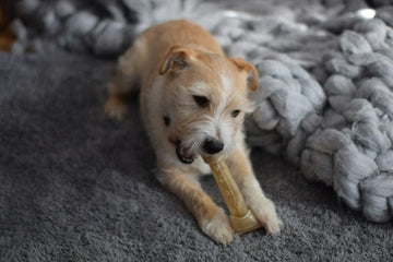 Where to buy high quality yak cheese dog chews