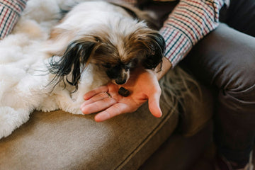 Best long lasting dog treats under 25