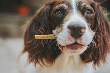 Best natural dog treats that don t break teeth