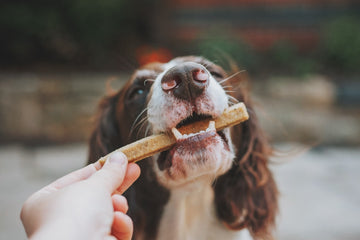 Best Beef Treats for Dogs: Our Top Picks