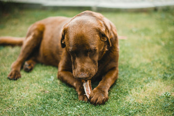 Affordable alternatives to expensive bully sticks