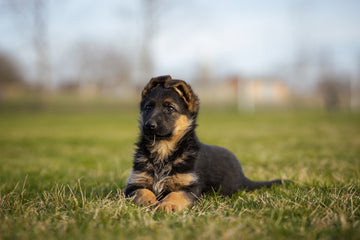 Are Bully Sticks Digestible? What Dog Owners Must Know