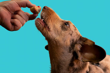Top-Rated Pork Dog Treats That Last for Hours