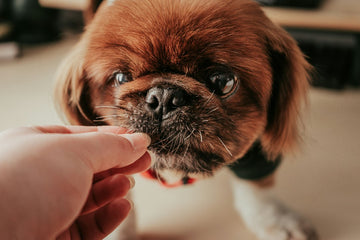 Dog treats for anxious dogs who chew fast