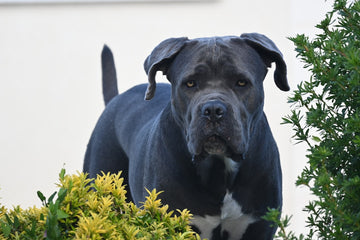 Toxic Dog Treats List: What to Avoid