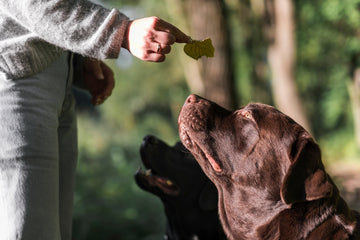 Why Ingredient Transparency Matters in Dog Treats