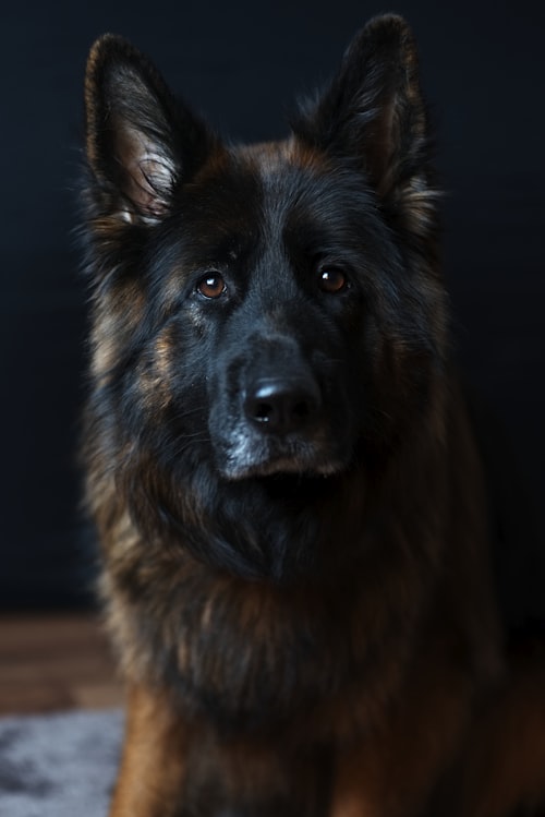 Dental Treats